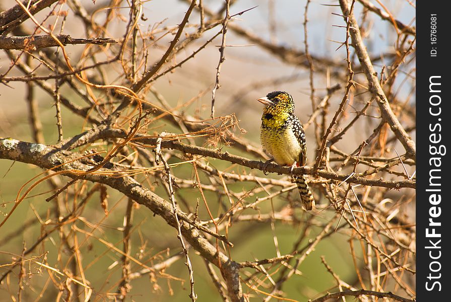 dÂ´ArnaudÂ´s Barbet in spiny acacia branches of the savannah plains of east africa. dÂ´ArnaudÂ´s Barbet in spiny acacia branches of the savannah plains of east africa.