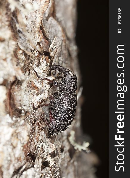 Large spruce weevil (hylobius piceus)