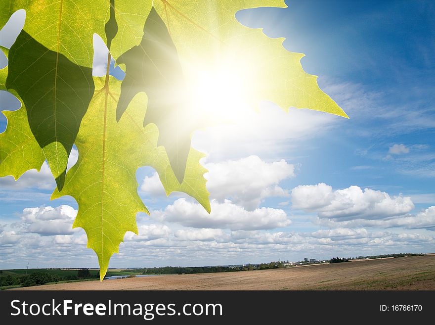 Green Leafe  Of Maple In Sunny Day.