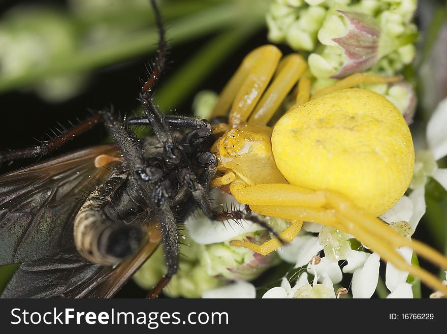 Goldenrod crab spider feasting on fly. Macro photo.