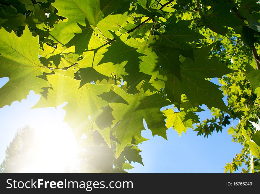 Green leafe  of maple in sunny day.