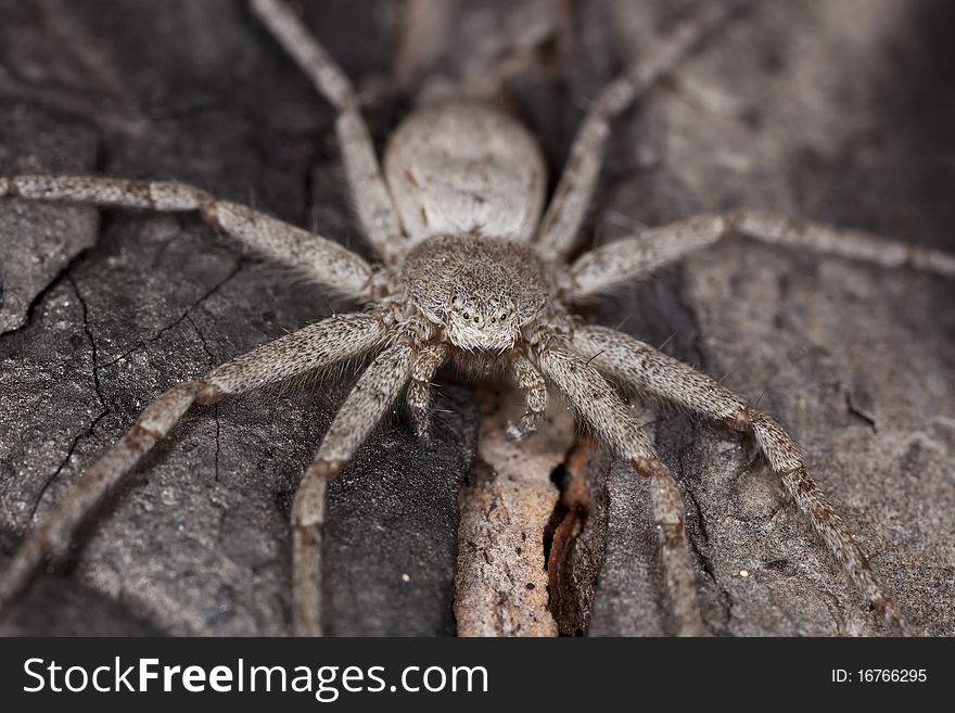 Hunting spider camouflaged on wood. Macro photo.