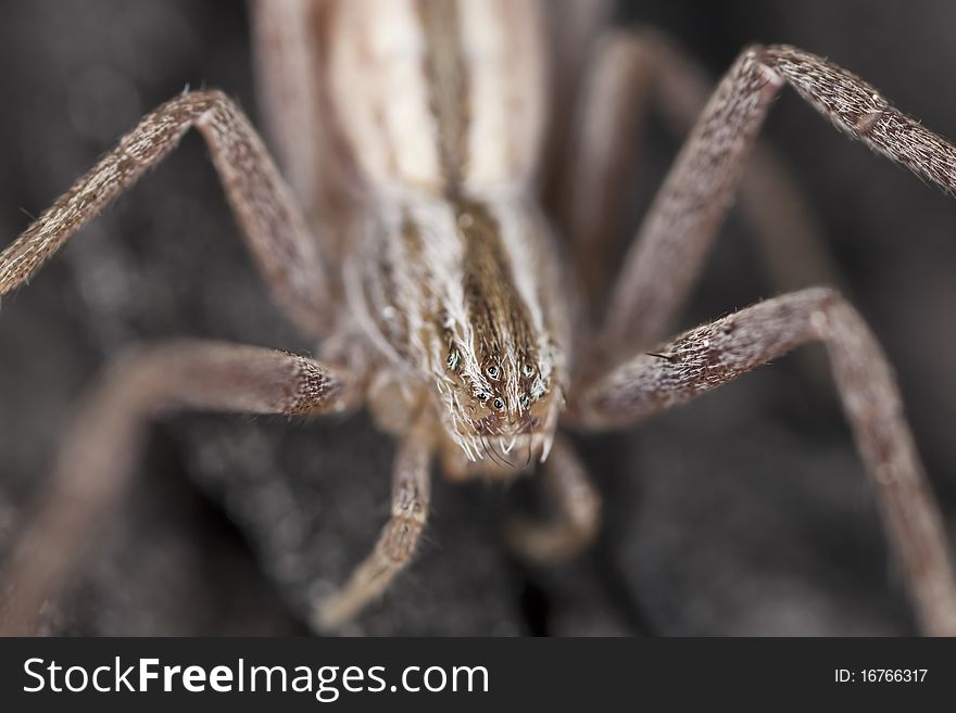 Hunting spider camouflaged on wood. Macro photo.