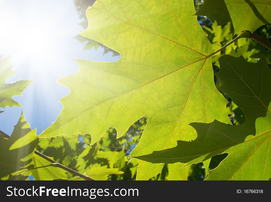 Green maple leafe in sunny day on blue sky fone. Gold autumn. Green maple leafe in sunny day on blue sky fone. Gold autumn.