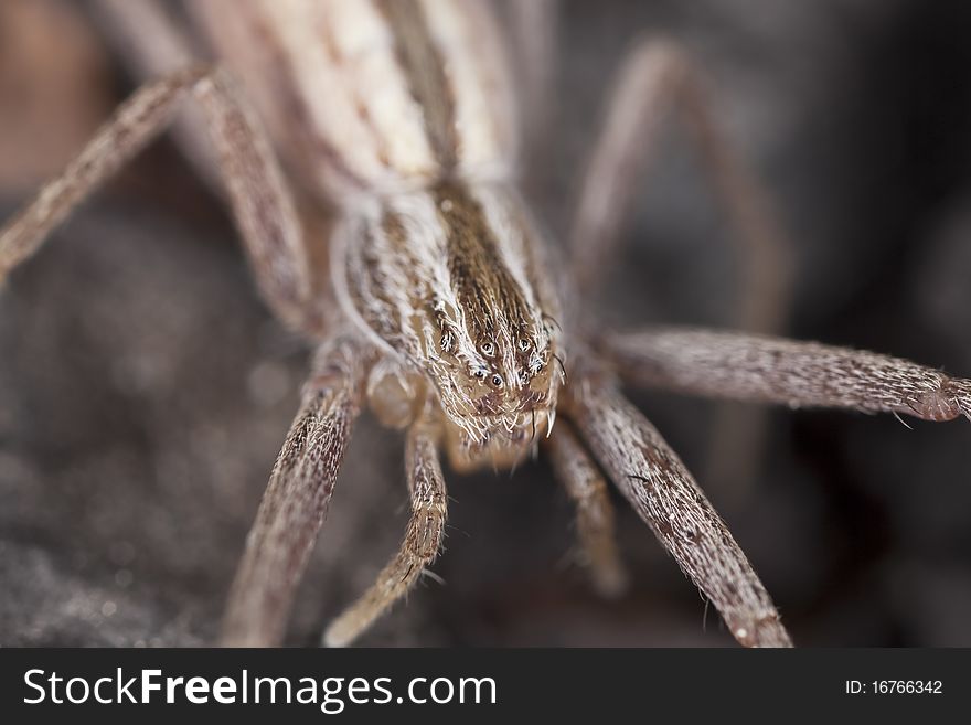 Hunting spider camouflaged on wood. Macro photo.