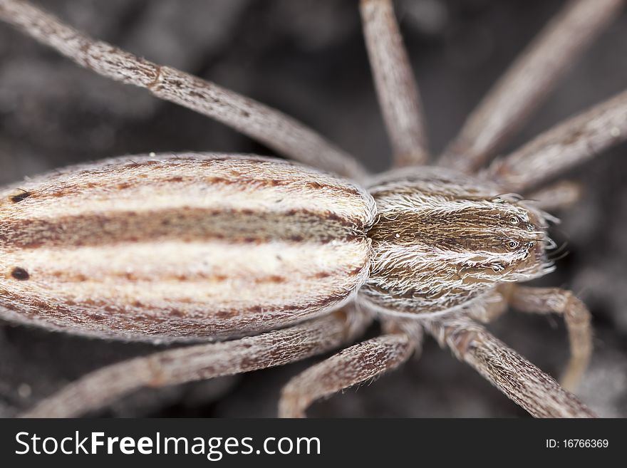 Hunting Spider Camouflaged On Wood