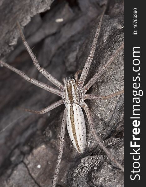 Hunting spider camouflaged on wood. Macro photo.