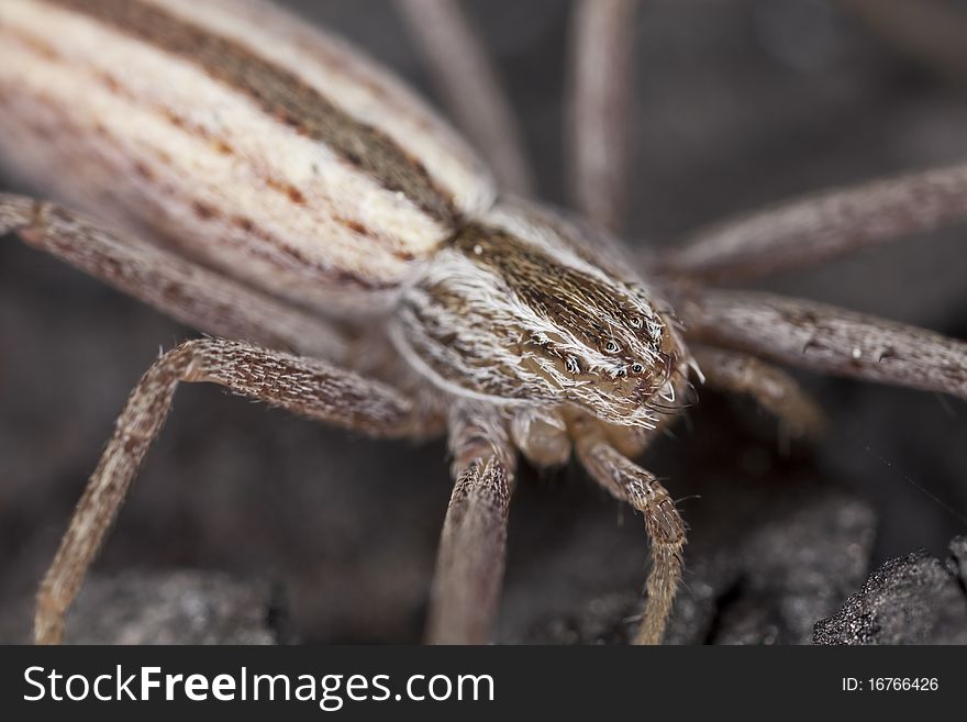 Hunting spider camouflaged on wood. Macro photo.