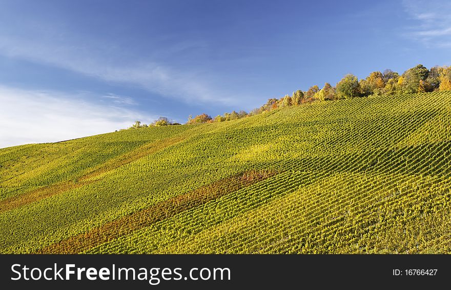 Vineyard - The Autumn Season