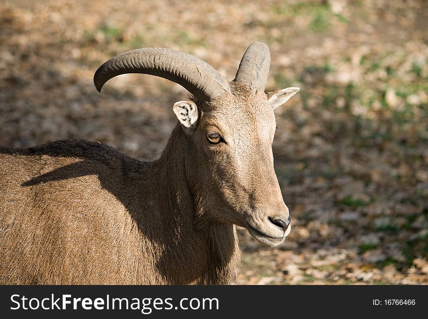 The Barbary Sheep (Ammotragus lervia)