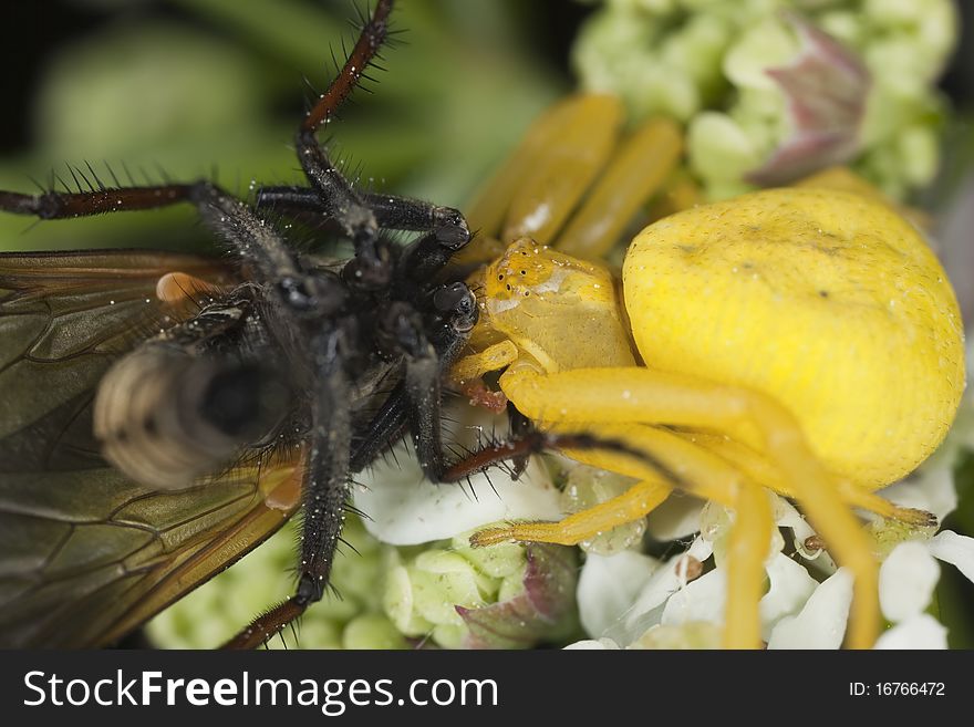 Goldenrod crab spider feasting on fly. Macro photo.