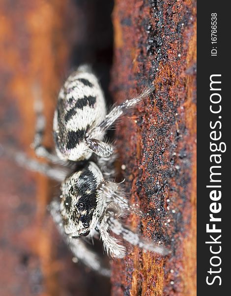 Zebra spider. Extreme close-up with high magnification.