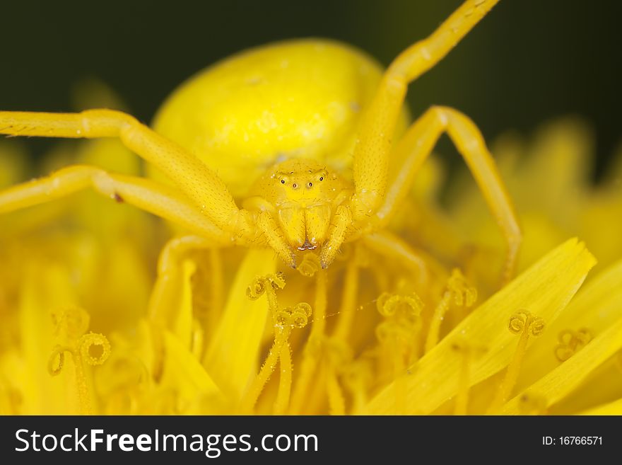Goldenrod crab spider on dandelion. Macro photo.