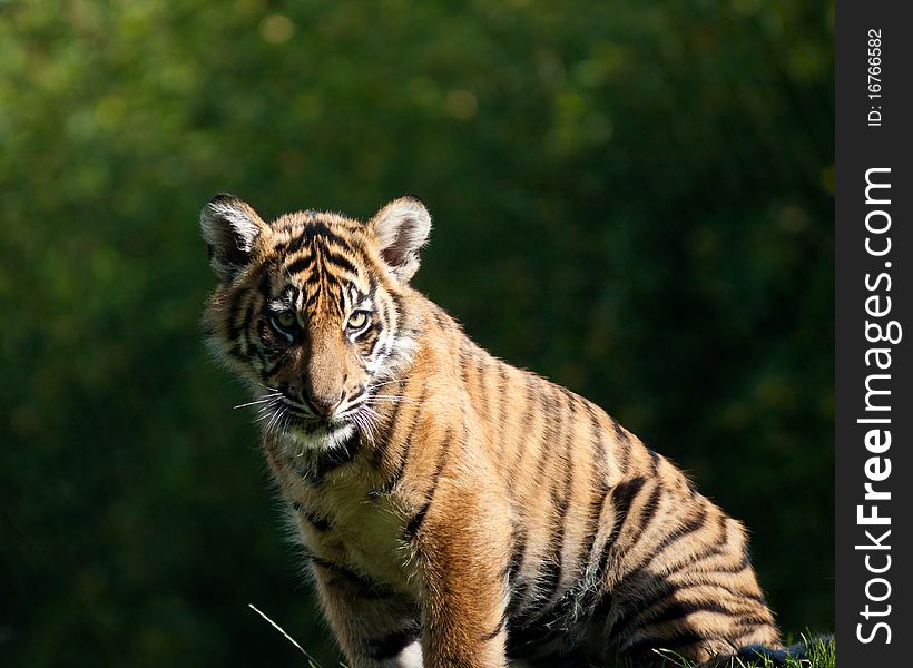 Tiger cub during the fall season