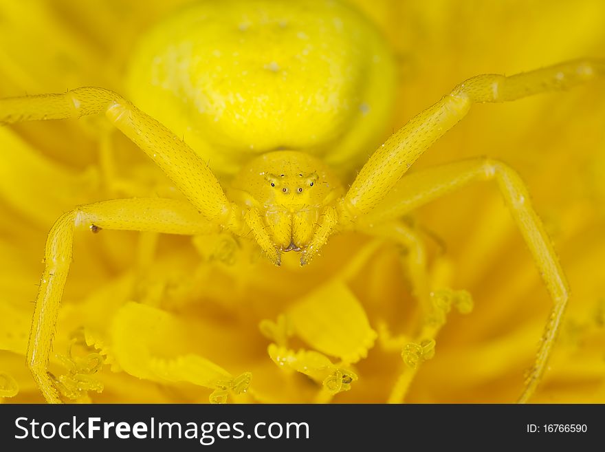 Goldenrod Crab Spider On Dandelion