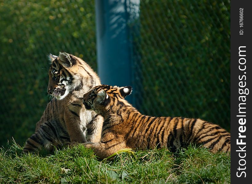 Tiger cubs during the fall season