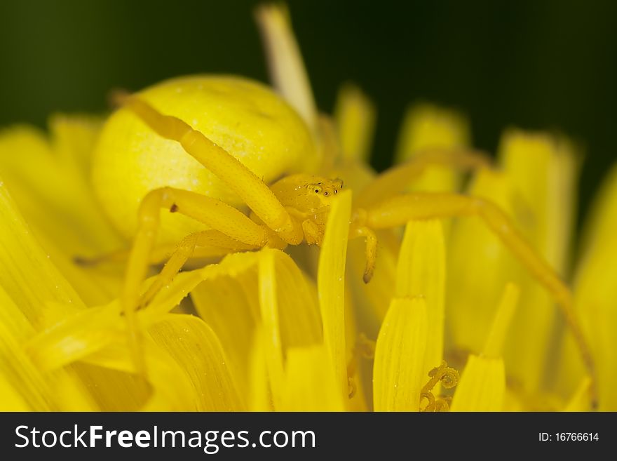 Goldenrod crab spider on dandelion