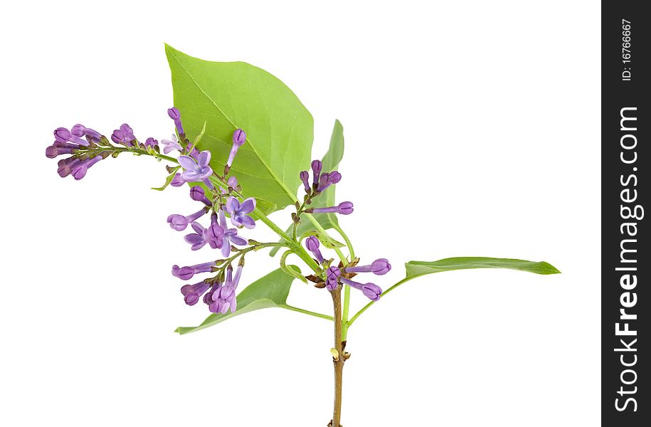 Syringa (Lilac) isolated on white background. Macro photo.