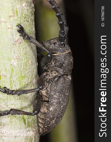 Weaver beetle (Lamia textor) macro photo