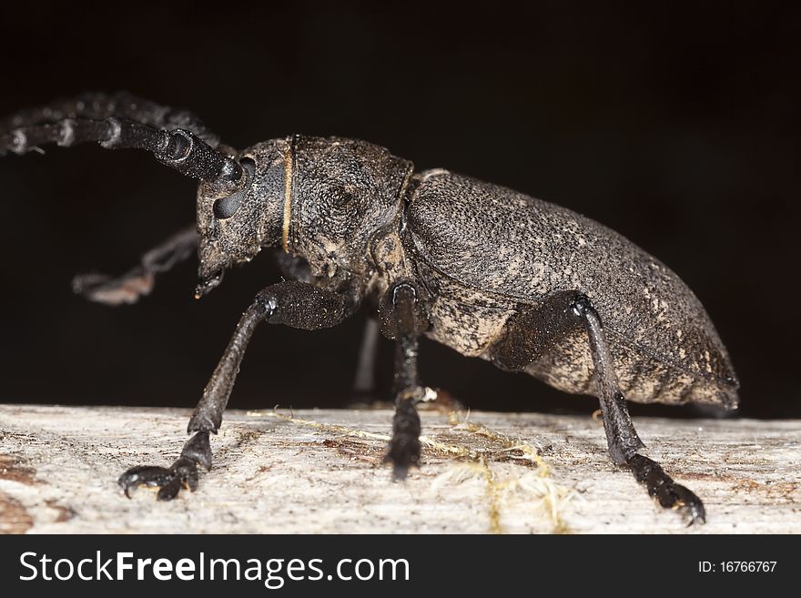 Weaver beetle (Lamia textor) macro photo