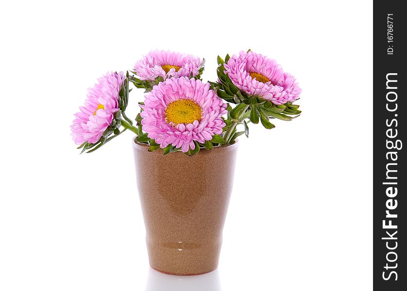 Sweet pink Anjer daisies in a little vase isolated on white background. Sweet pink Anjer daisies in a little vase isolated on white background