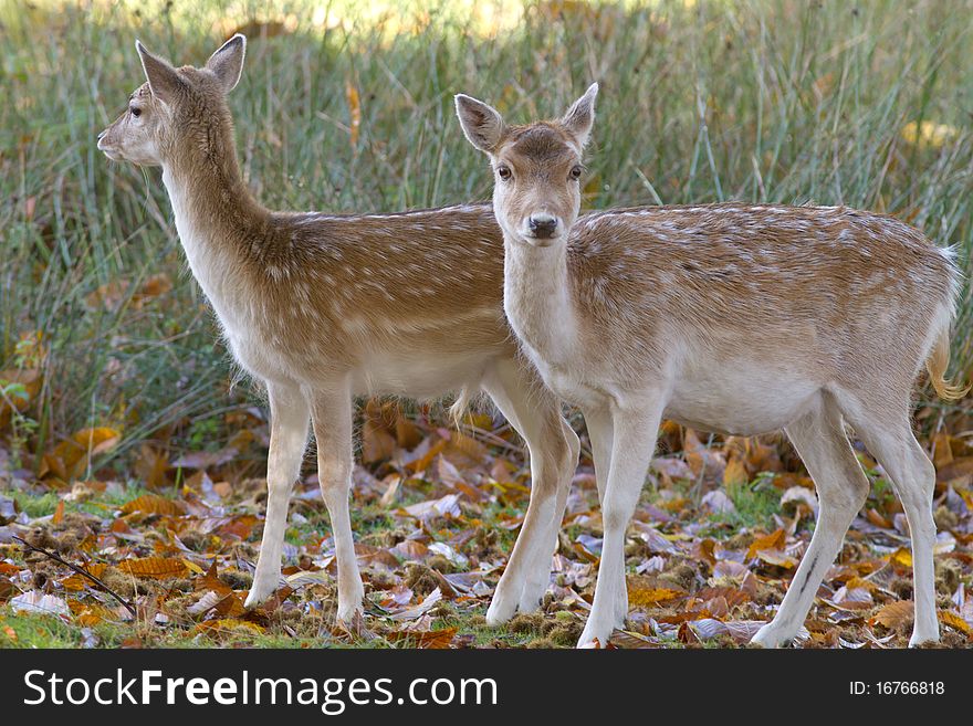 Two cute young fallow deer. Two cute young fallow deer