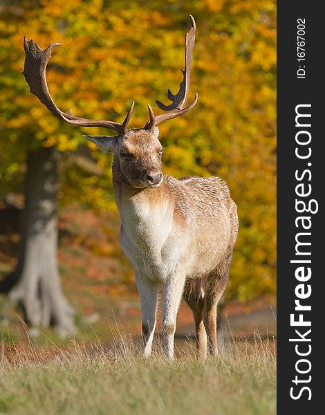 Profile of male fallow deer