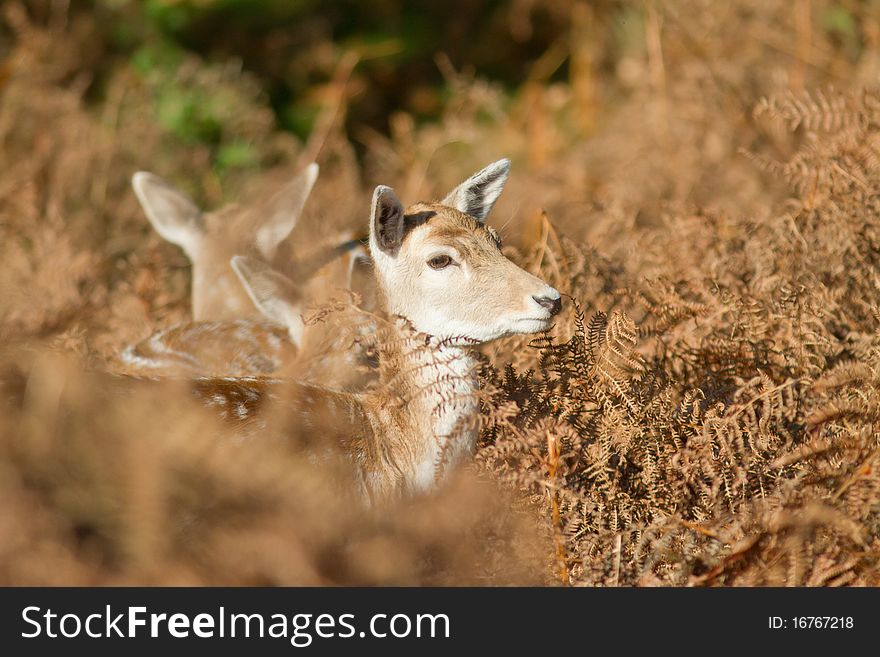 Three cute young fallow deer. Three cute young fallow deer