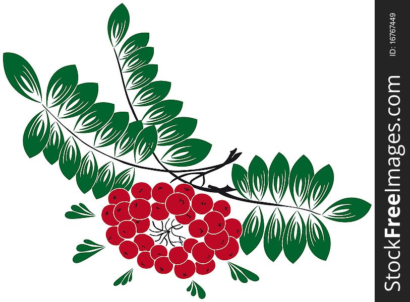 Decorative Rowan-berry branch for ornaments. Decorative Rowan-berry branch for ornaments