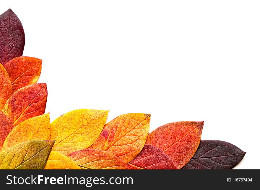 Autumnal leaves isolated on a white background. Autumnal leaves isolated on a white background.