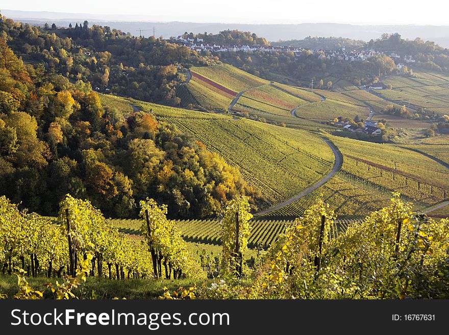 Vineyard and a long way , the autumn season. Vineyard and a long way , the autumn season