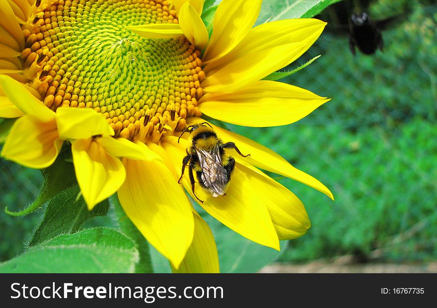 Bug on sunflower in the garden