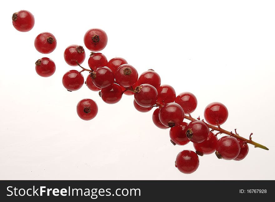 Red currant with white background