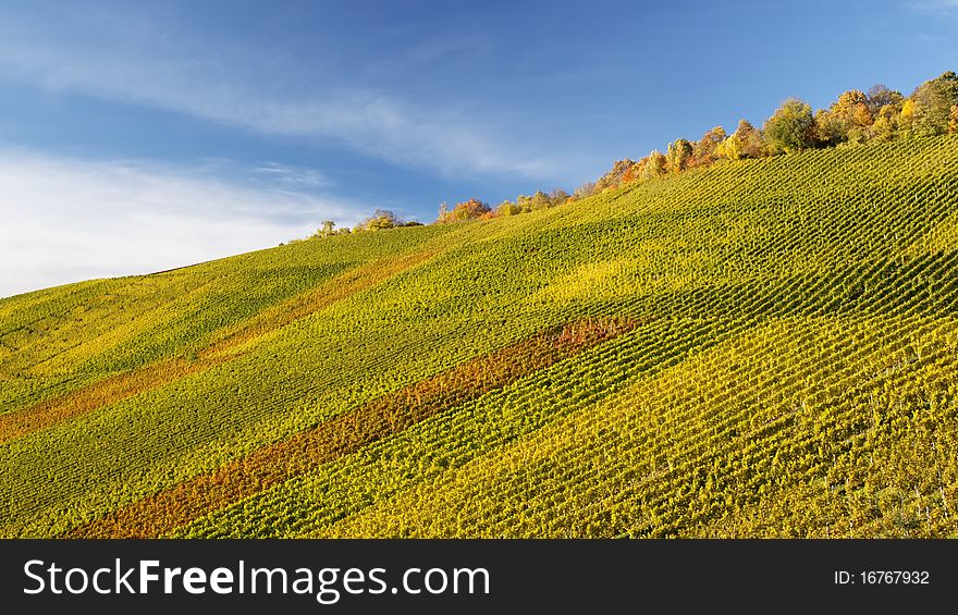 Vineyard and the autumn season