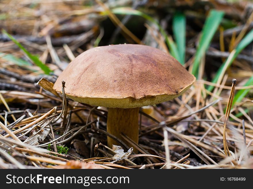 Brown cap mushroom close up. Brown cap mushroom close up