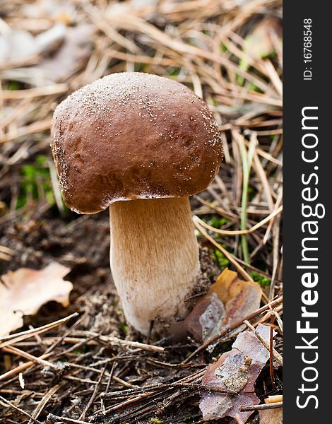 Brown cap mushroom close up. Brown cap mushroom close up