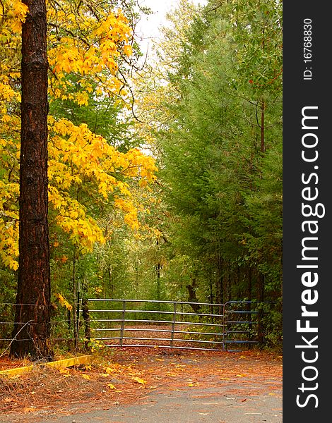 A metal farm gate framed by autumn trees. In portrait mode. A metal farm gate framed by autumn trees. In portrait mode