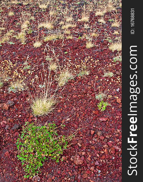 Small vegetation growing on slopes of Mount Etna. Small vegetation growing on slopes of Mount Etna