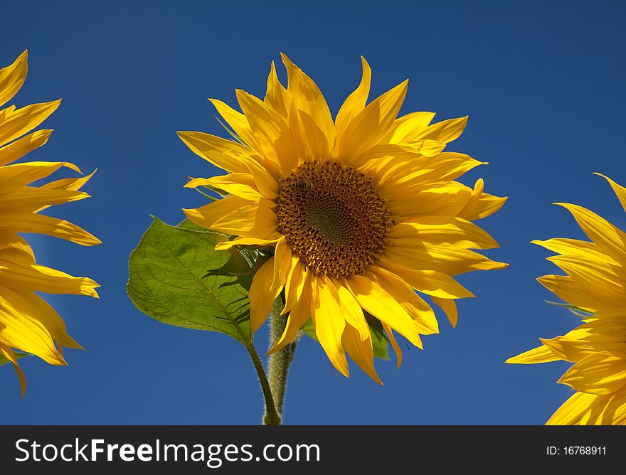 Three bright sunflower heads in blue sky. Three bright sunflower heads in blue sky