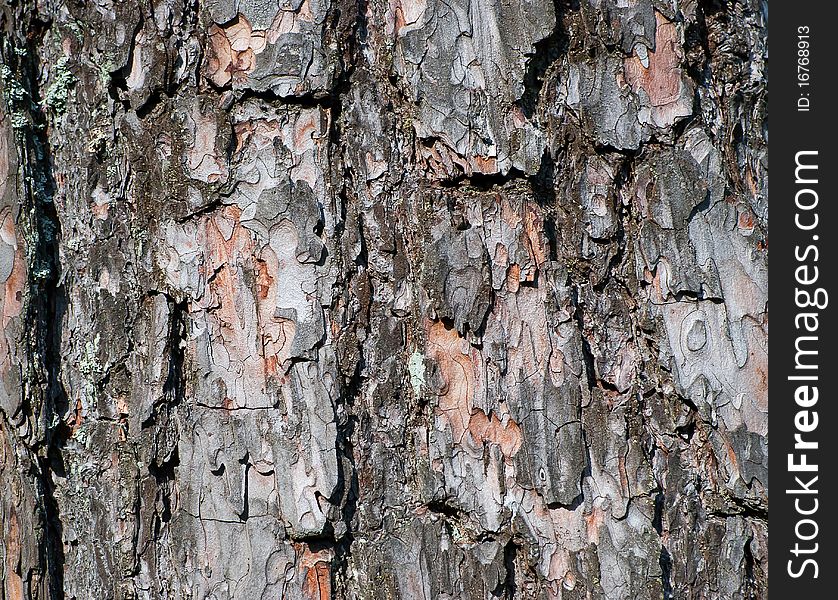 Bark of the pine tree with crack. Bark of the pine tree with crack