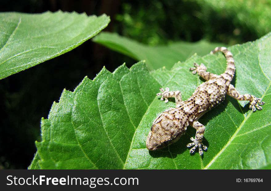 A lizard resting on a leaf. A lizard resting on a leaf