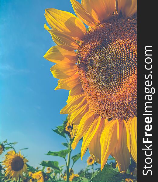 Close up Sun flowers in blooming over blue sky nature wallpaper backgrounds. Close up Sun flowers in blooming over blue sky nature wallpaper backgrounds