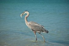 Great Blue Heron With Fish On A Gulf Coast Beach Stock Photography