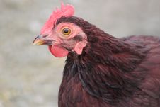 Red Rooster Stock Photos
