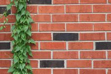 Vine Climbing Brick Wall Stock Image Vine Climbing Brick Wall Stock Image