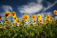 Beautiful Sunflowers Royalty Free Stock Photos