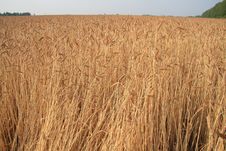 Ripe Rye Royalty Free Stock Photo Ripe Rye Royalty Free Stock Photo