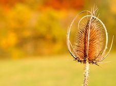 Thistle Stock Photo Thistle Stock Photo