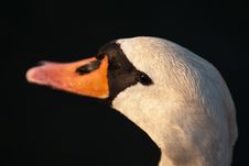 Swan Portrait Royalty Free Stock Photo Swan Portrait Royalty Free Stock Photo