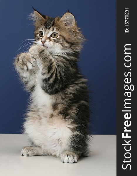 Young and playful kitten on tabletop with a blue wall for background